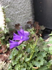 Campanula portenschlagiana
