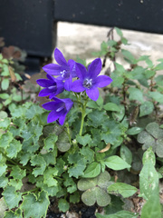 Campanula portenschlagiana