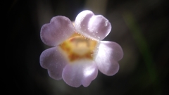 Pinguicula lusitanica