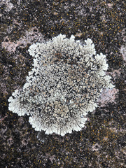 Protoparmeliopsis muralis muralis