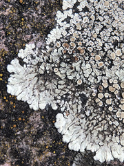 Protoparmeliopsis muralis muralis