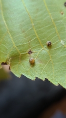 Caryomyia deflexipili