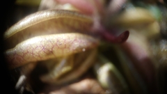 Pinguicula lusitanica