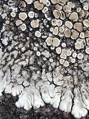 Protoparmeliopsis muralis muralis