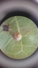 Caryomyia deflexipili