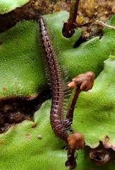 Cleidogonidae