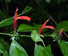 Justicia brasiliana