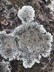 Protoparmeliopsis muralis muralis