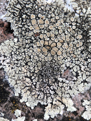 Protoparmeliopsis muralis muralis