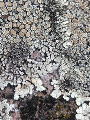 Protoparmeliopsis muralis muralis