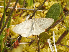 Macaria sulphurea