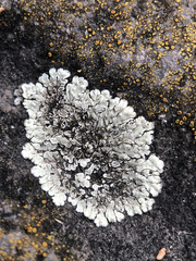 Protoparmeliopsis muralis