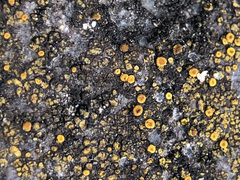 Candelariella vitellina