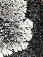 Protoparmeliopsis muralis