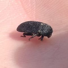 Coleoptera