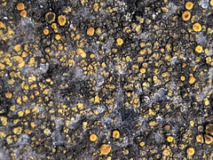 Candelariella vitellina