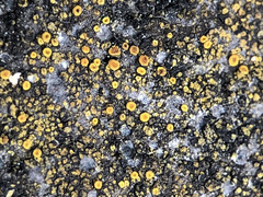 Candelariella vitellina