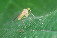 Xanthochlorus tenellus