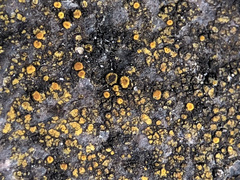 Candelariella vitellina