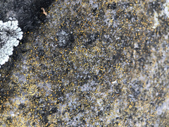 Candelariella vitellina