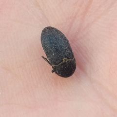 Coleoptera