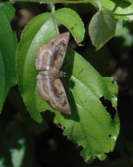 Quadrus cerialis