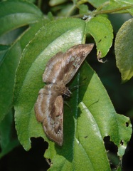 Quadrus cerialis