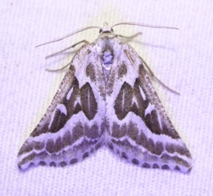 Plataea trilinearia