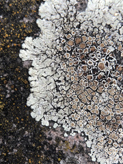 Protoparmeliopsis muralis muralis