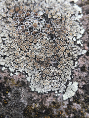 Protoparmeliopsis muralis muralis