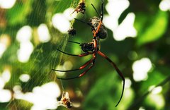 Trichonephila sexpunctata