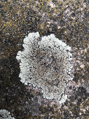 Protoparmeliopsis muralis muralis