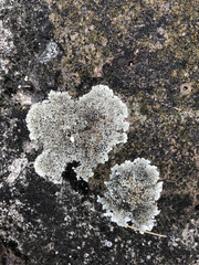 Protoparmeliopsis muralis