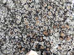 Protoparmeliopsis muralis