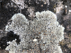 Protoparmeliopsis muralis