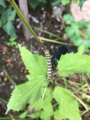 Cucullia scrophulariae