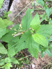 Cucullia scrophulariae