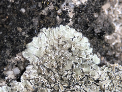 Protoparmeliopsis muralis