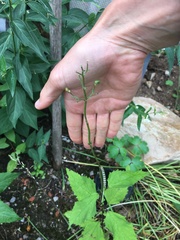 Cucullia scrophulariae