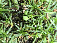 Sagina procumbens