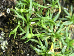 Sagina procumbens