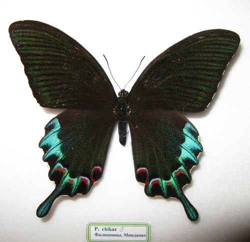 Luzon Peacock Swallowtail