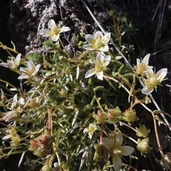 Saxifraga aspera