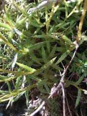 Saxifraga aspera