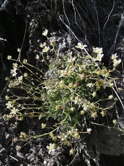 Saxifraga aspera