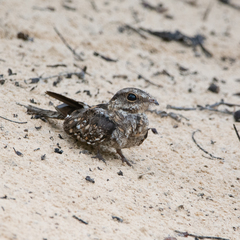 Hydropsalis climacocerca