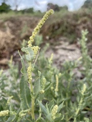 Atriplex pentandra