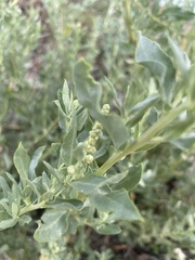 Atriplex pentandra
