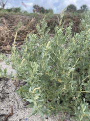 Atriplex pentandra