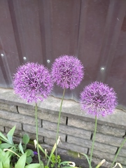 Allium rosenorum
